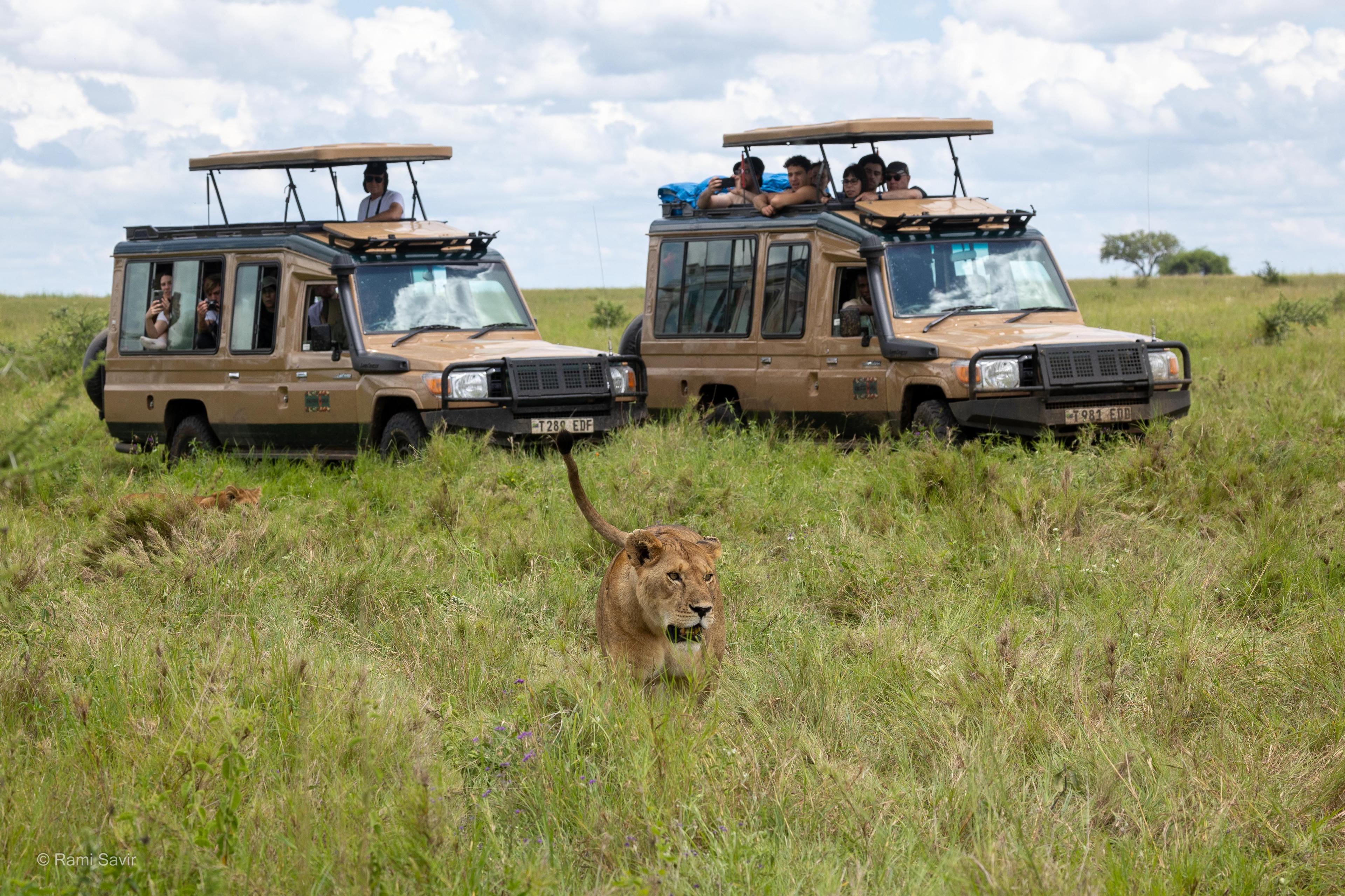 Safari Game Drive