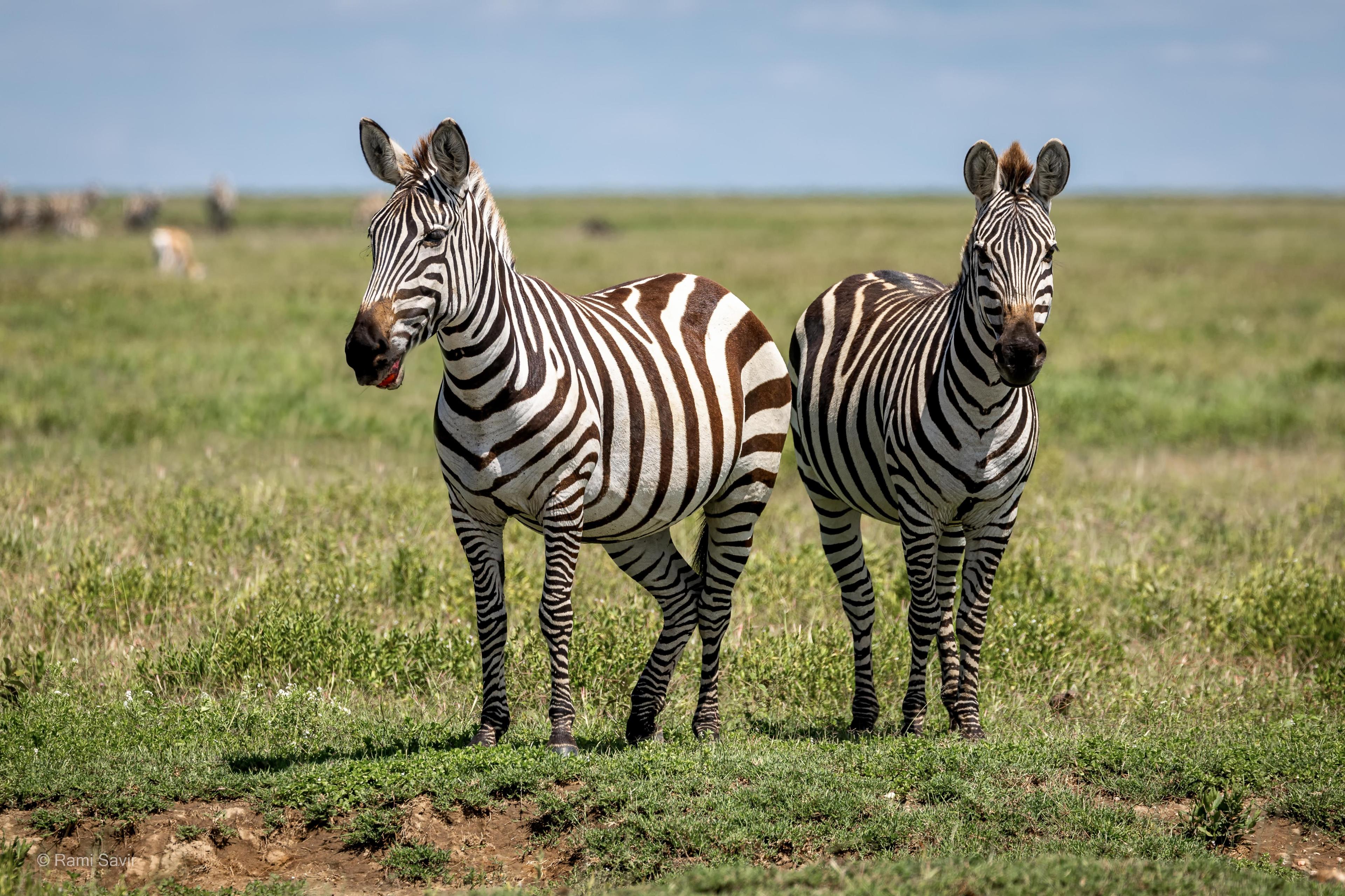 Great Migration Herds
