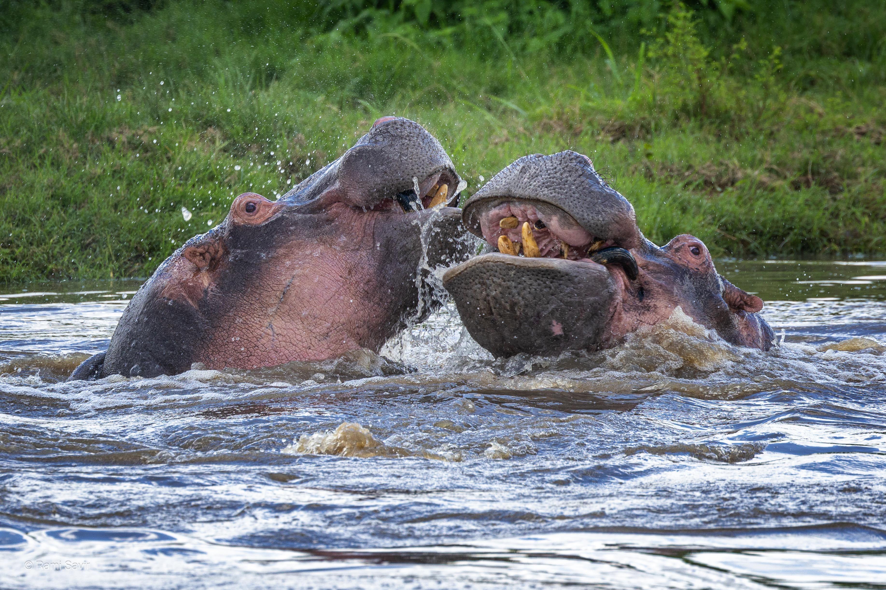 Safari Wildlife Encounter