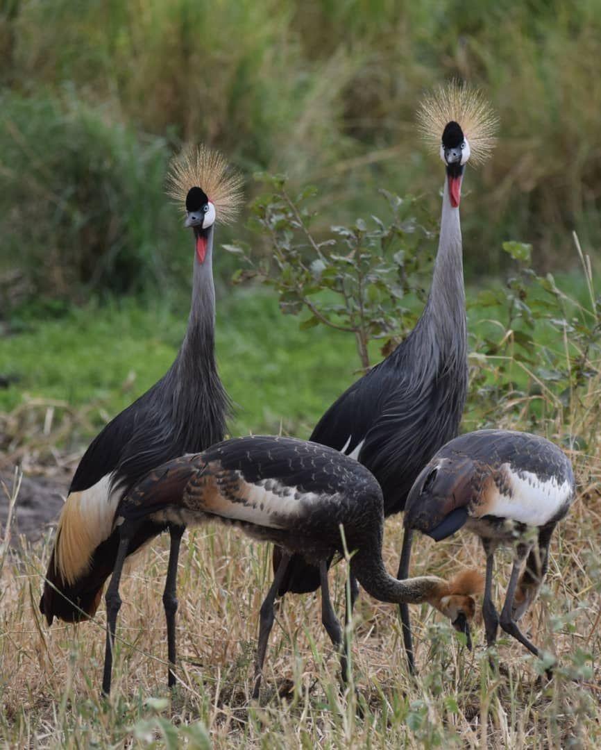 Crowned Cranes with Chicks