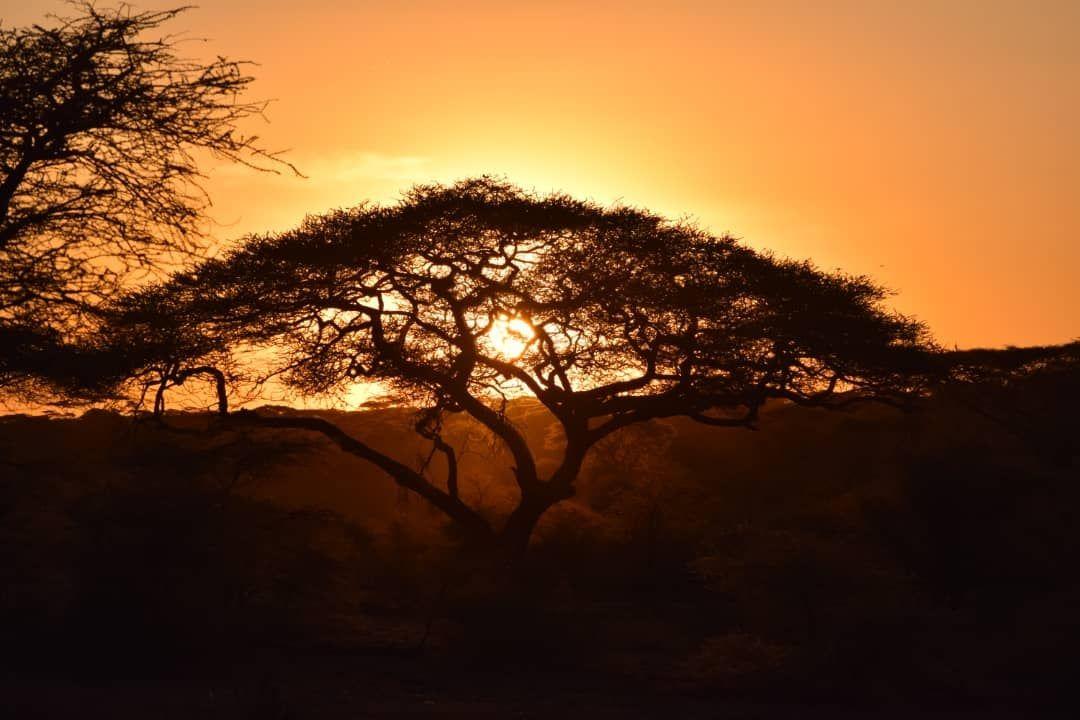Serengeti Sunset