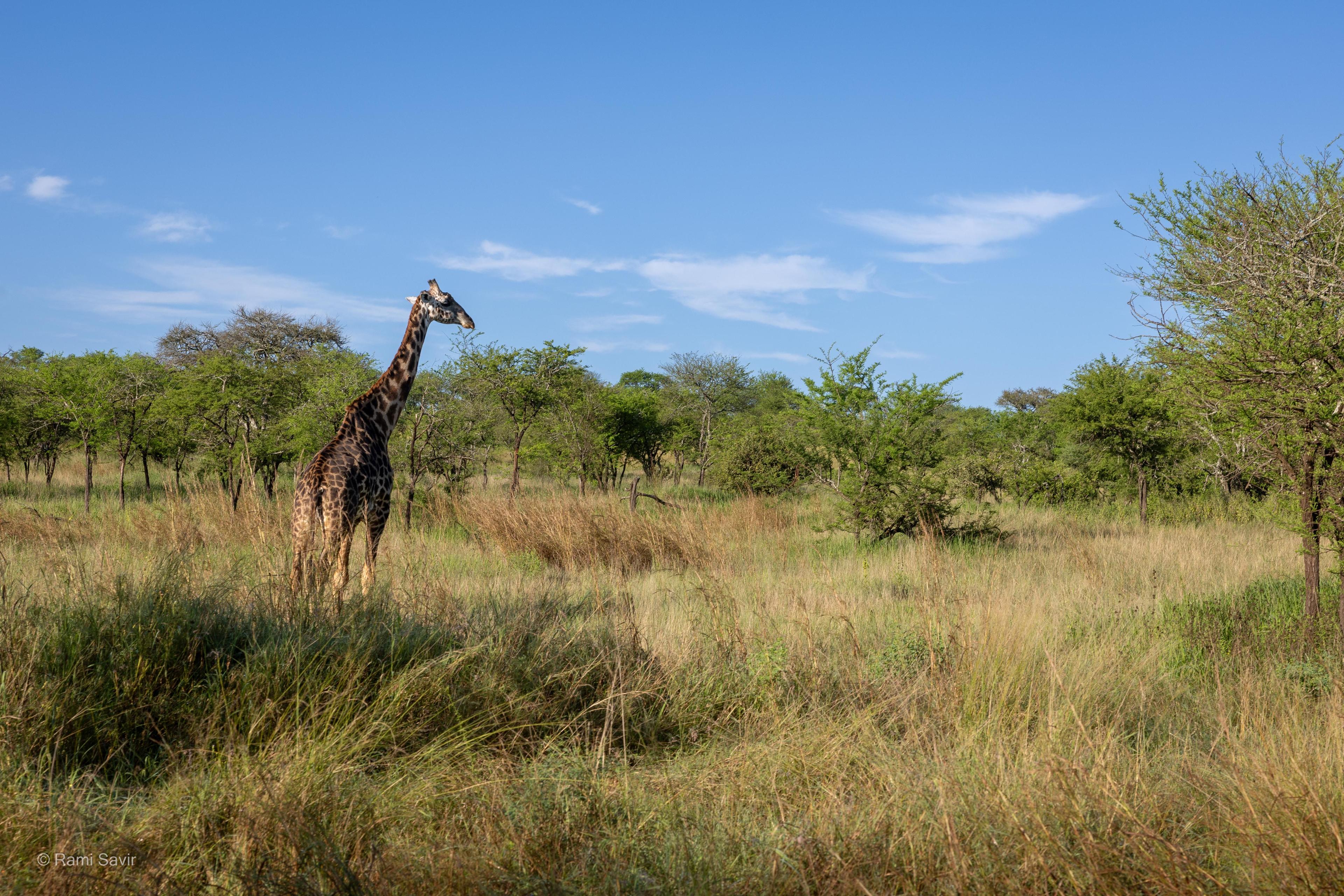 Giraffe on the Savanna