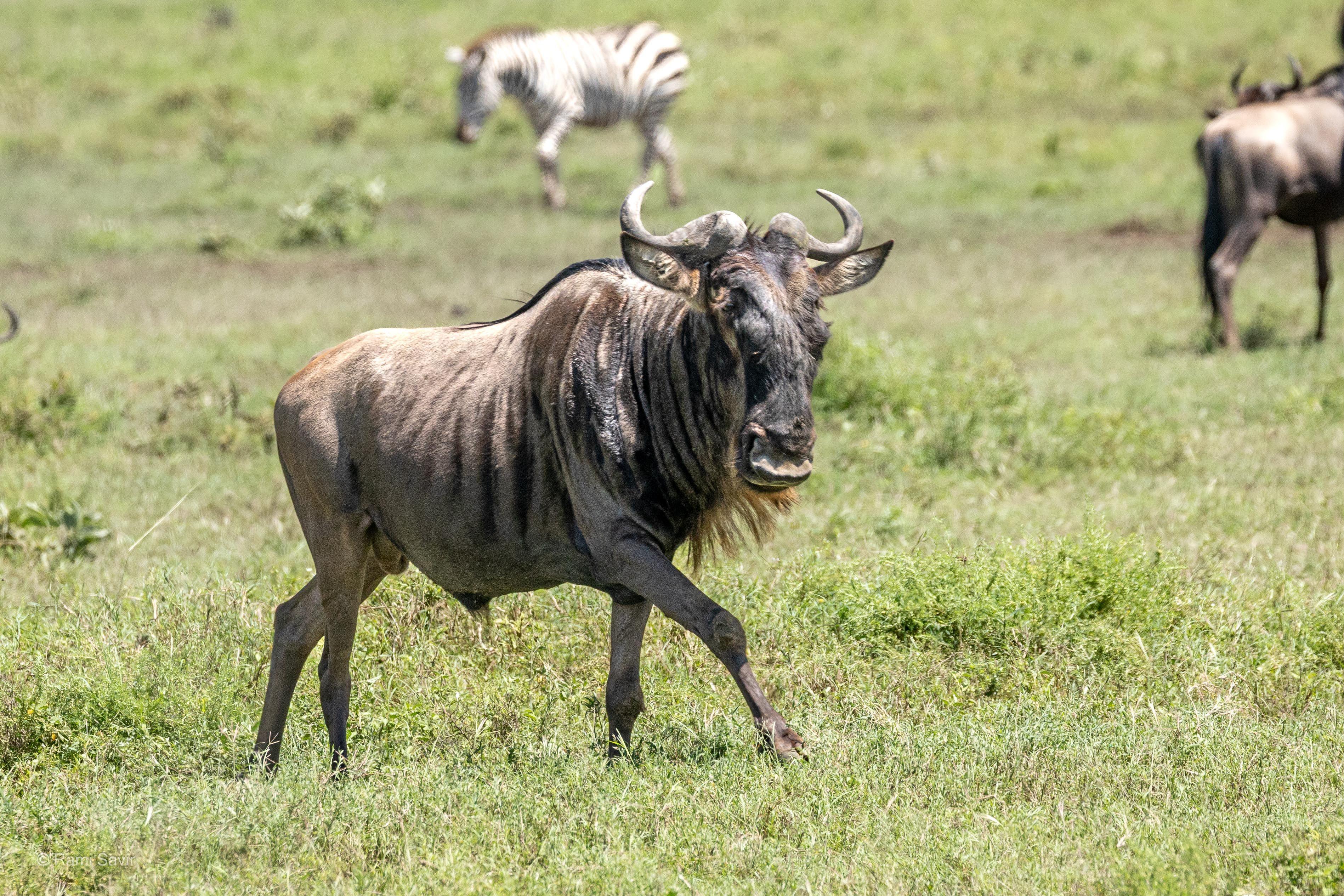 The Ultimate Tanzania Safari Guide: Wildlife, Landscapes, and the Spirit of the African Wilderness