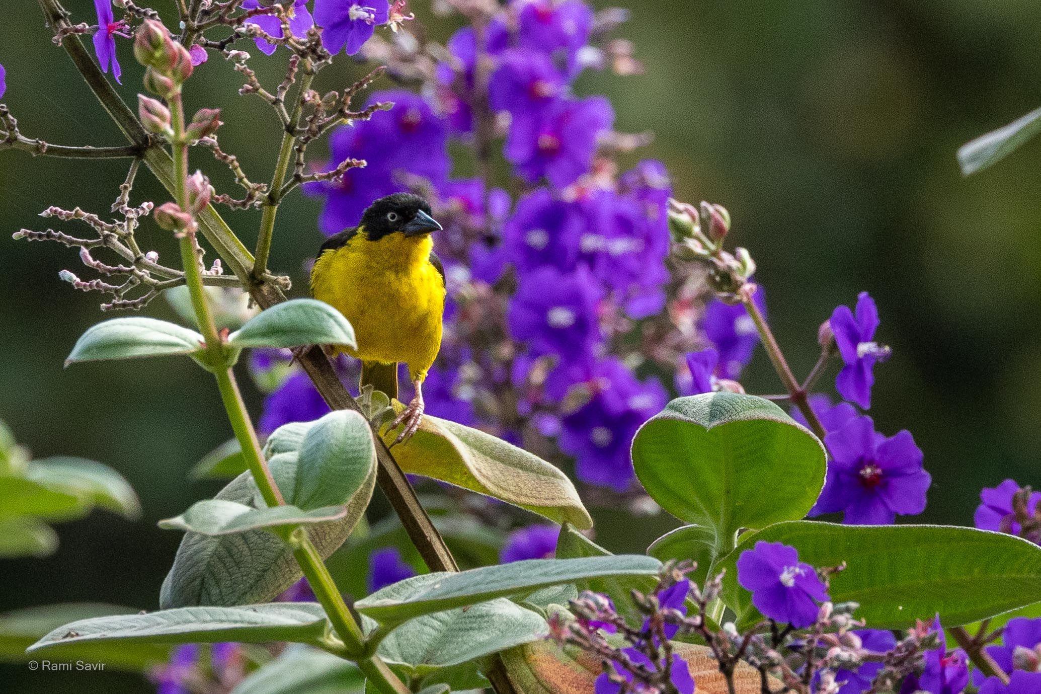 Yellow-breasted Weaver
