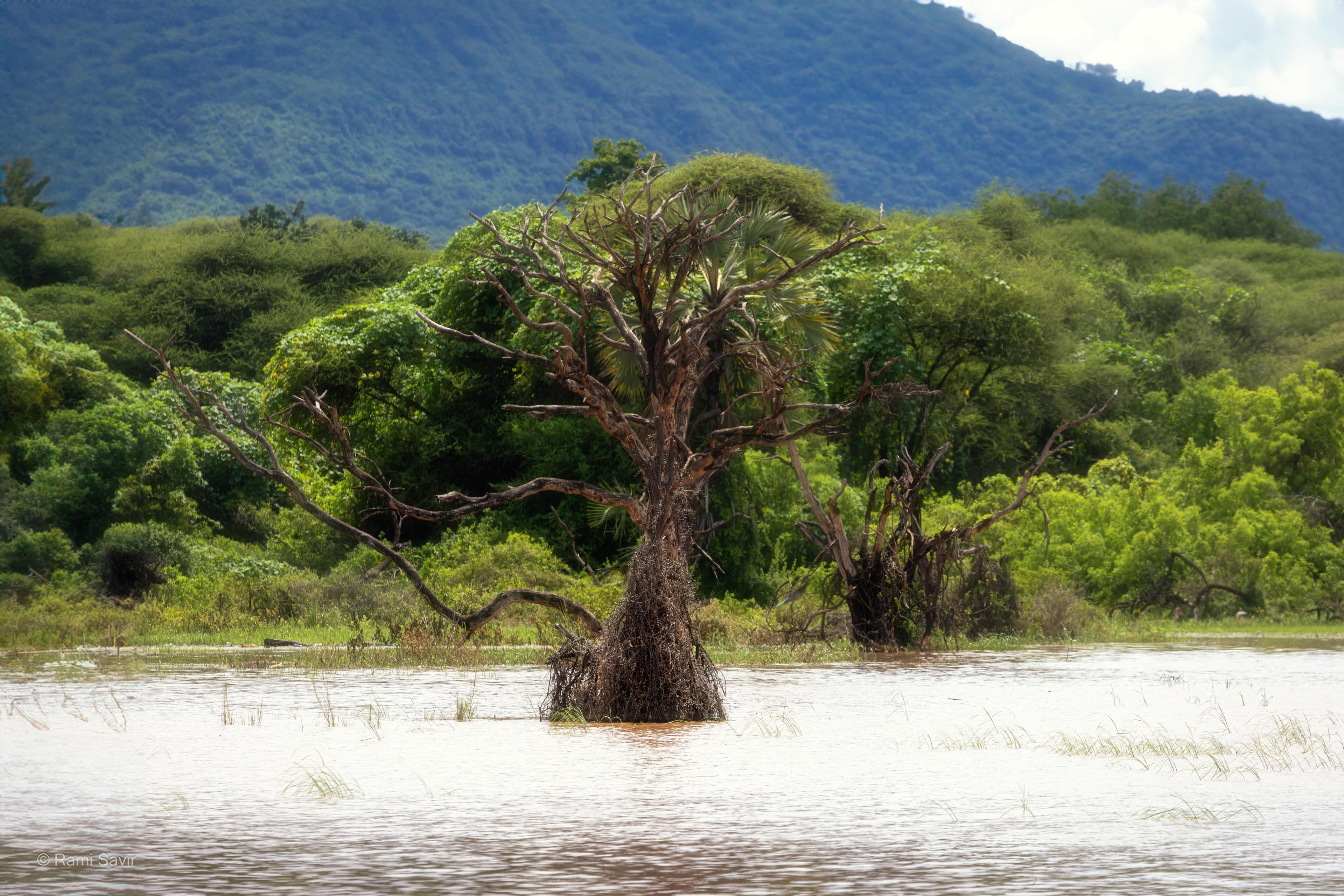 The Great Migration Guide: When and Where to See the Serengeti Migration