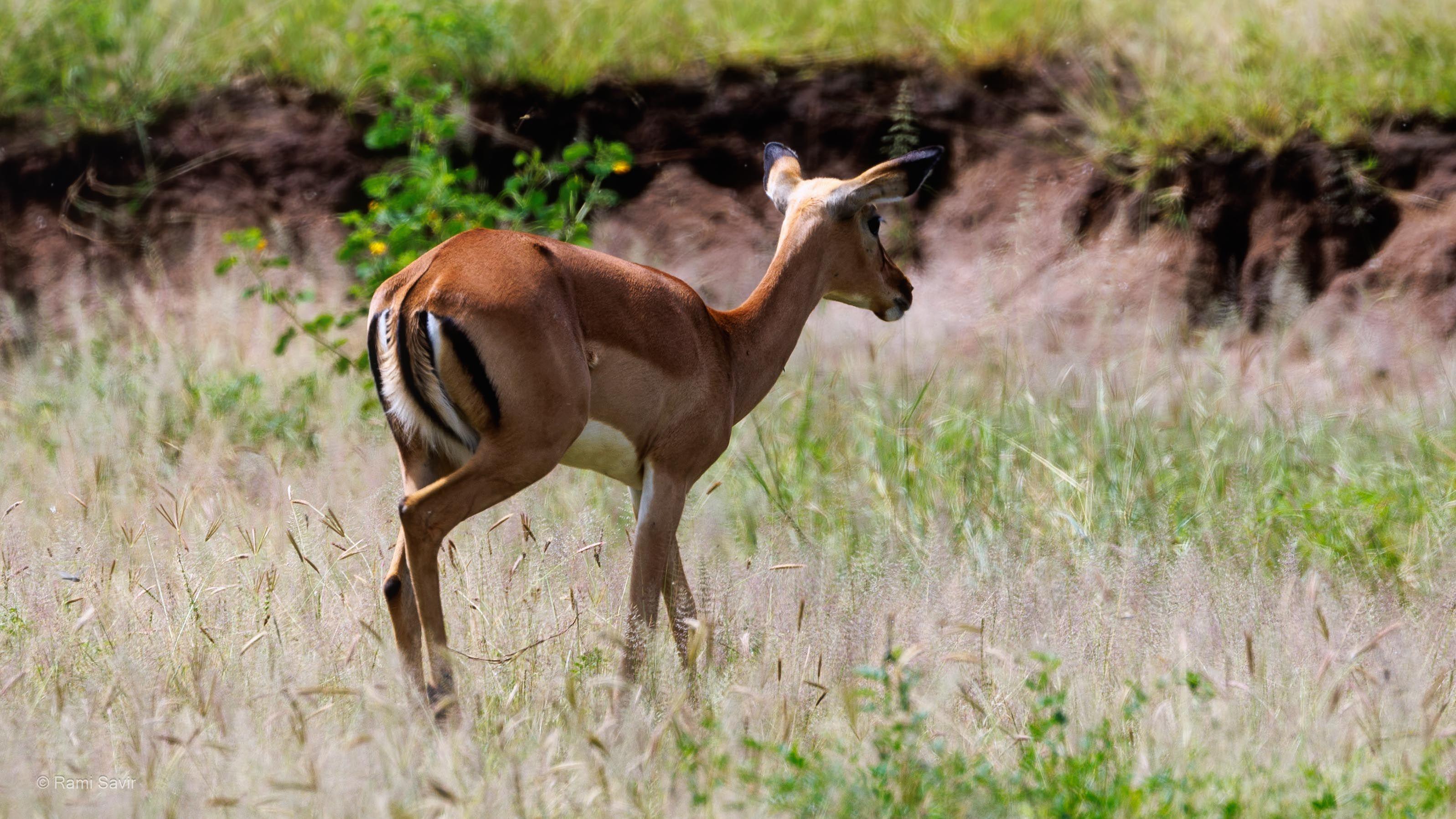 Calving Season Wildlife