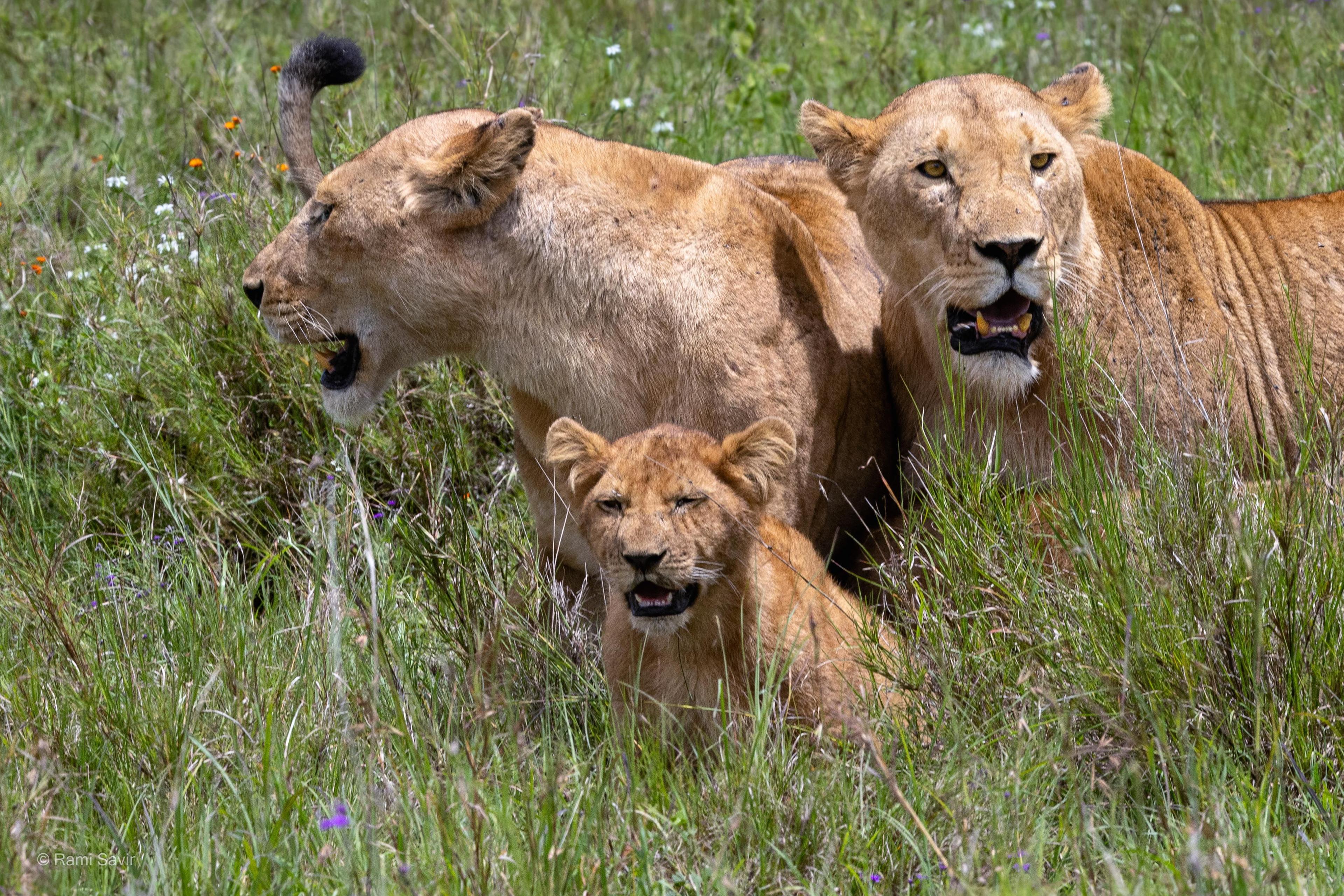Lionesses and Cub